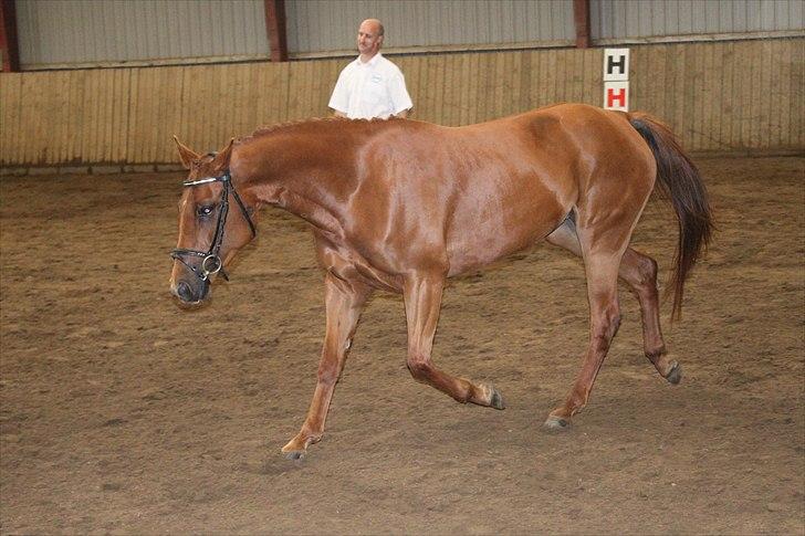 DSP Tracy billede 20