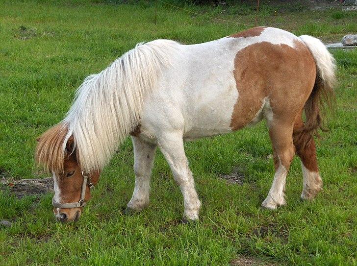 Shetlænder Trille - dejligt med lidt græs <3
for jeg er jo lidt tyk <33 billede 1