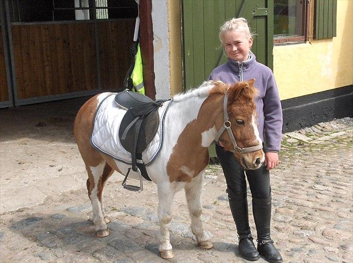 Shetlænder Trille - klar til stævne<3 billede 2