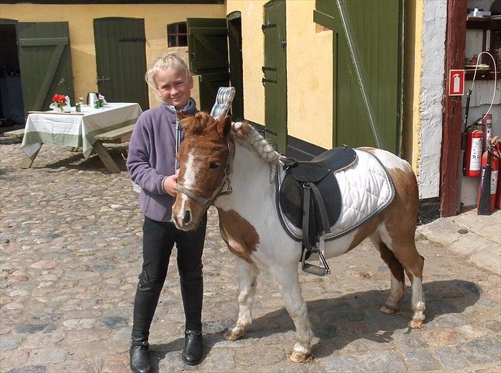 Shetlænder Trille - klar til stævne <3 billede 3