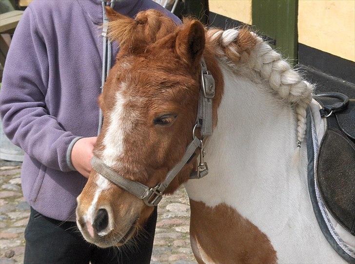 Shetlænder Trille - se min fletning<3 billede 4