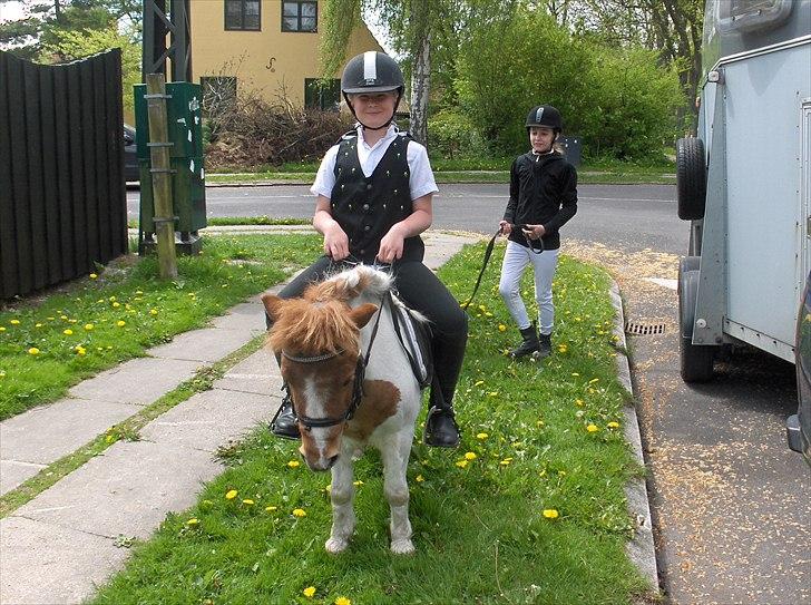 Shetlænder Trille - på vej til ringridning<3 billede 5