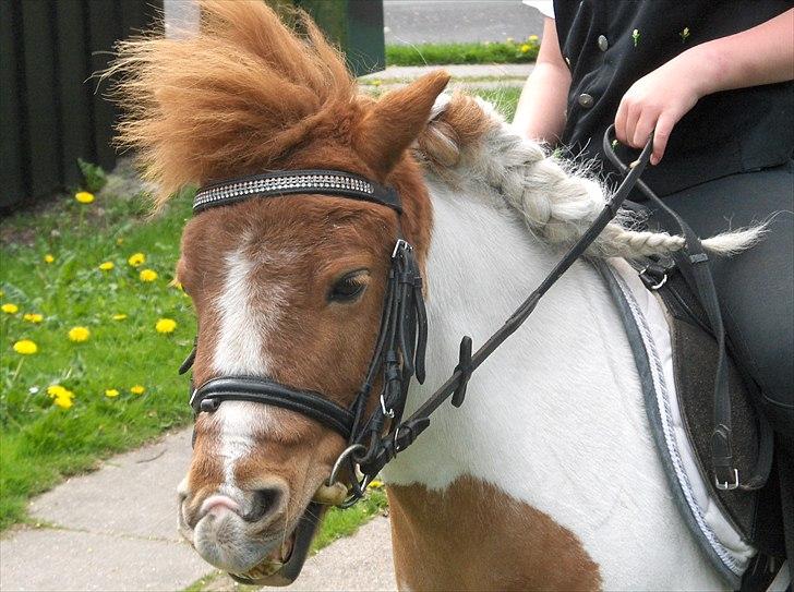 Shetlænder Trille - på vej til ringridning<3 billede 6