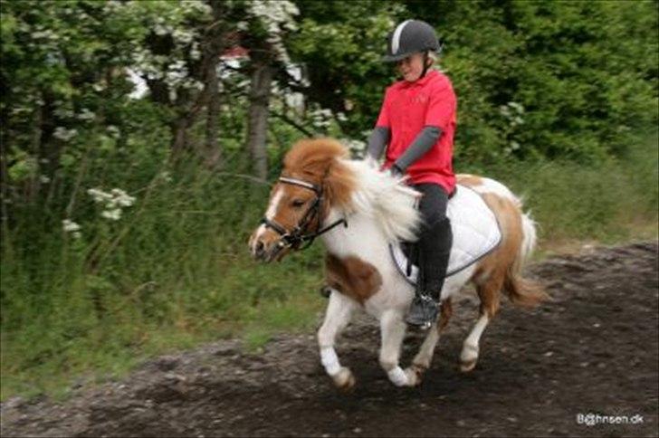 Shetlænder Trille - nu er jeg igang<3 billede 7