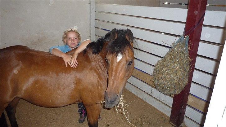 Welsh Pony (sec B) Mac Million   (Stubbumgårds Tobias) - uuuu.... nu bliver der taget billed af smukke mig som æder billede 17