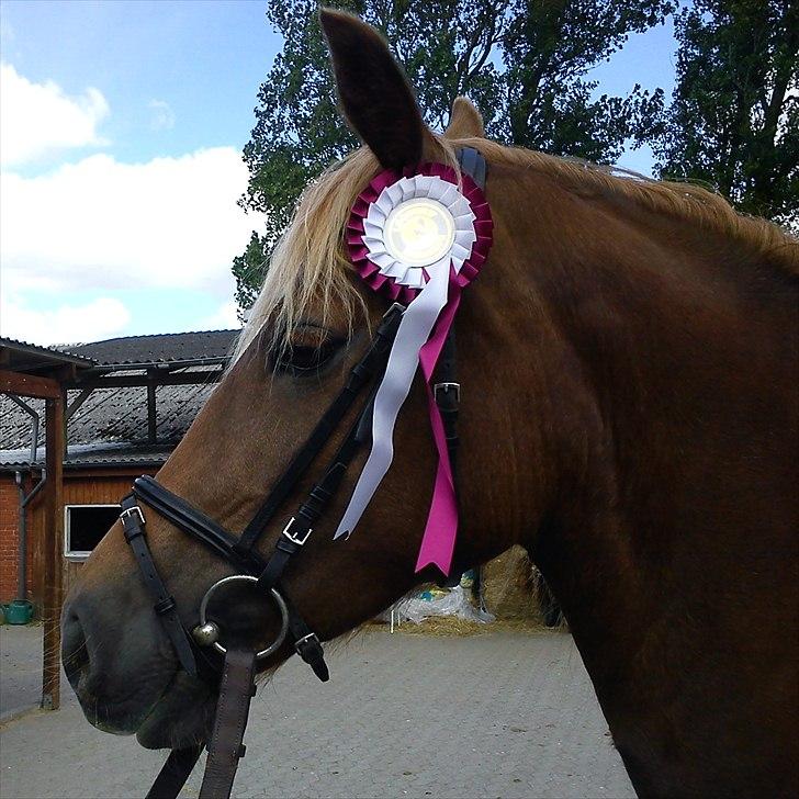 Welsh Cob (sec D) Sirius-S [Rider] - - 25/6-11, øve stævne. Hendes første stævne og fejlfri i begge runder. :-D billede 18