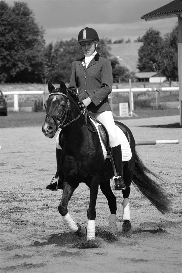 New Forest / Araber Pinocchio - Sammen kan vi flyve. <3 billede 6