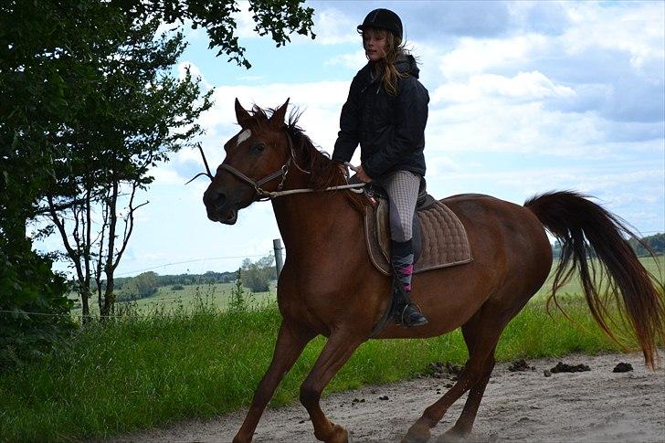 Frederiksborg Nova Jøle - Galop på vores 2 års dag <3 #Foto - GS billede 16