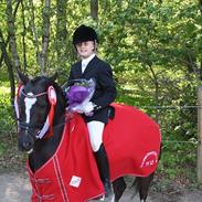 Welsh Pony af Cob-type (sec C) BRONZE MEDALJE VINDER DM 2011