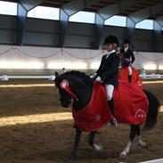 Welsh Pony af Cob-type (sec C) BRONZE MEDALJE VINDER DM 2011