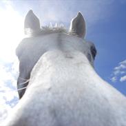 Tysk Sportspony Sneeuwitje (Snehvide) R.I.P