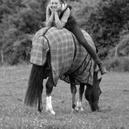 Welsh Pony (sec B) l Clausholm Vini Vidi Vici
