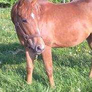 Anden særlig race Royal Classic