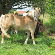 Haflinger Pegas