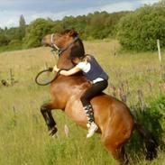 Anden særlig race Flicka