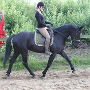 Anden særlig race Elmegårdens Maddie