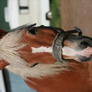 Anden særlig race Harald Blåtand [Himmelhest]