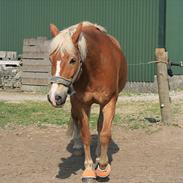 Anden særlig race Harald Blåtand [Himmelhest]