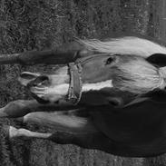 Anden særlig race Harald Blåtand [Himmelhest]