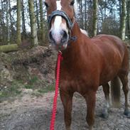 Anden særlig race Harald Blåtand [Himmelhest]