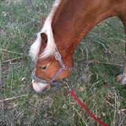 Anden særlig race Harald Blåtand [Himmelhest]