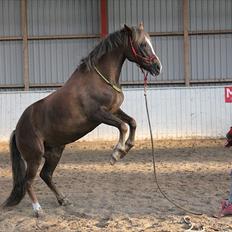 New Forest Luna Aflivet d. 05.02.14