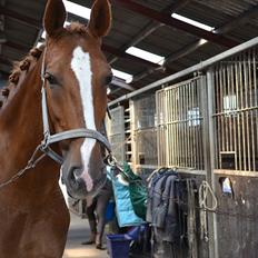 Hollandsk Varmblod Zafira 'KWPN' *SOLGT* 