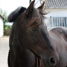 New Forest Lillie-Lund'S Vicki Bell