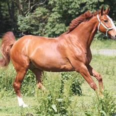 Dansk Varmblod Atlet 