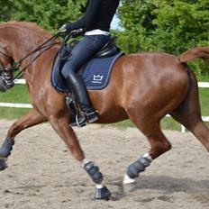 Hollandsk Varmblod Zafira 'KWPN' *SOLGT* 