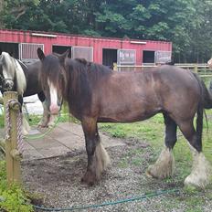 Tinker Michele (Mulle)