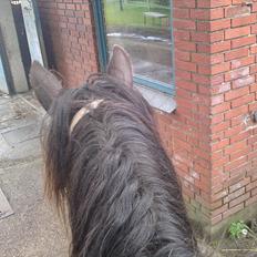 Tinker Michele (Mulle)