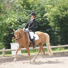 New Forest Stegstedgaards Marie Jo  