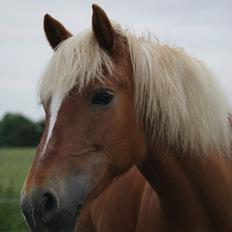 Haflinger Katarina *bronze vinder ved haflinger DM 2016*