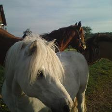 Welsh Pony (sec B) *Buller<3* UDLÅNT I 9 MÅNERDER Elsket og savnet<33