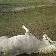 Welsh Pony (sec B) *Buller<3* UDLÅNT I 9 MÅNERDER Elsket og savnet<33