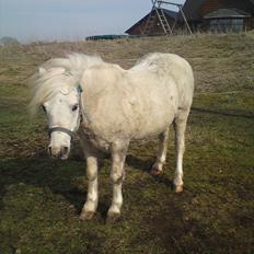 Welsh Pony (sec B) *Buller<3* UDLÅNT I 9 MÅNERDER Elsket og savnet<33