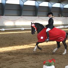 Welsh Pony af Cob-type (sec C) BRONZE MEDALJE VINDER DM 2011