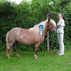 Shetlænder HRE Janelle RES Senior CHAMP.