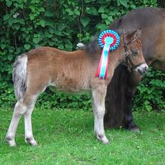 Shetlænder Thorshøjs Wombat