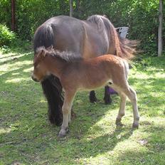 Shetlænder Thorshøjs Wombat