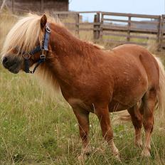 Shetlænder Luna