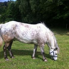 Islænder Fifill Frá Grímstödúm