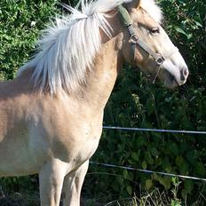 Haflinger Pegas