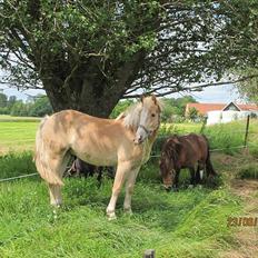 Haflinger Pegas