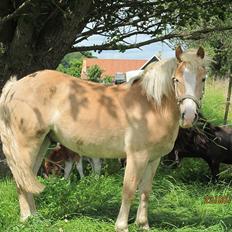 Haflinger Pegas
