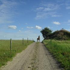 Islænder /Fjordhest, Pippi (Nÿpa)