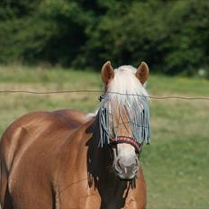 Tyroler Haflinger Kiwi