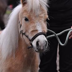 Falabella Calliston's Cody