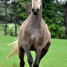 Anden særlig race Hegnsholts Felix